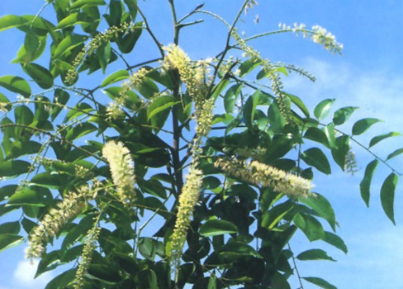 Acrocarpus fraxinifolius seed